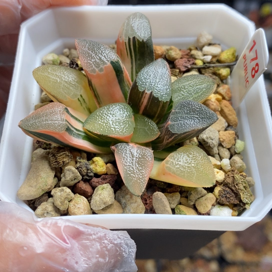 178号网纹克锦多肉植物