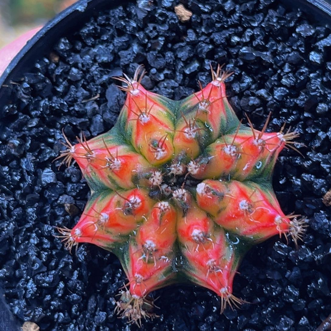 黄金甲 米哈仙人球