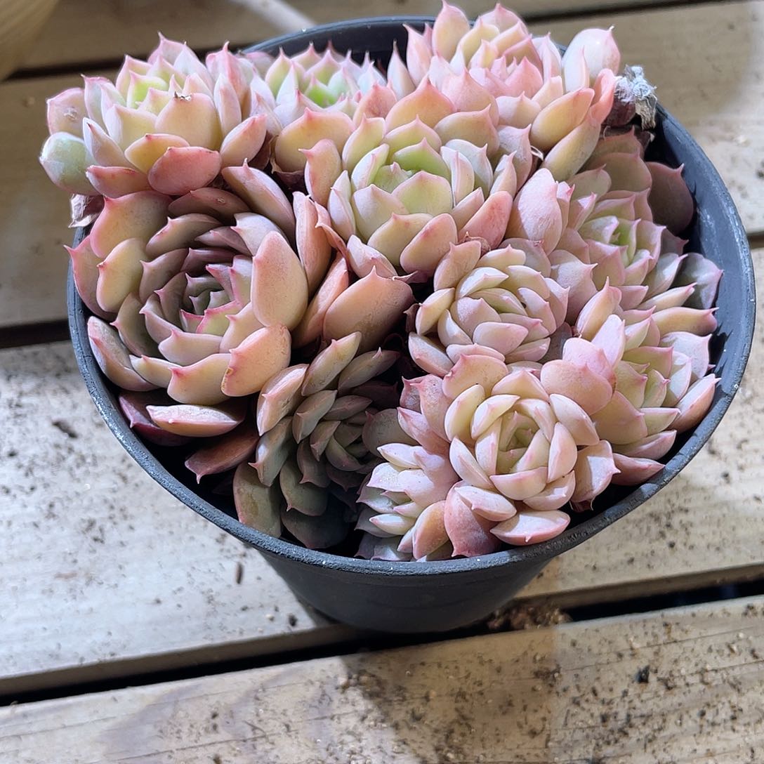 0807  昂斯诺 六月六