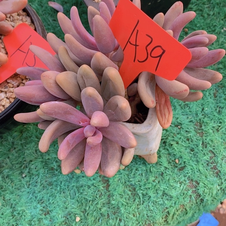 在家干吗你现在不说话