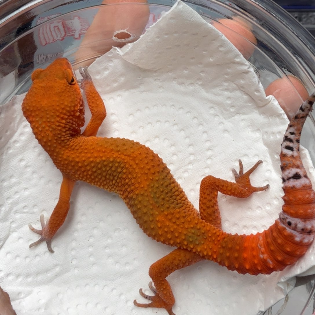 豹纹守宫血蜜桔妹妹