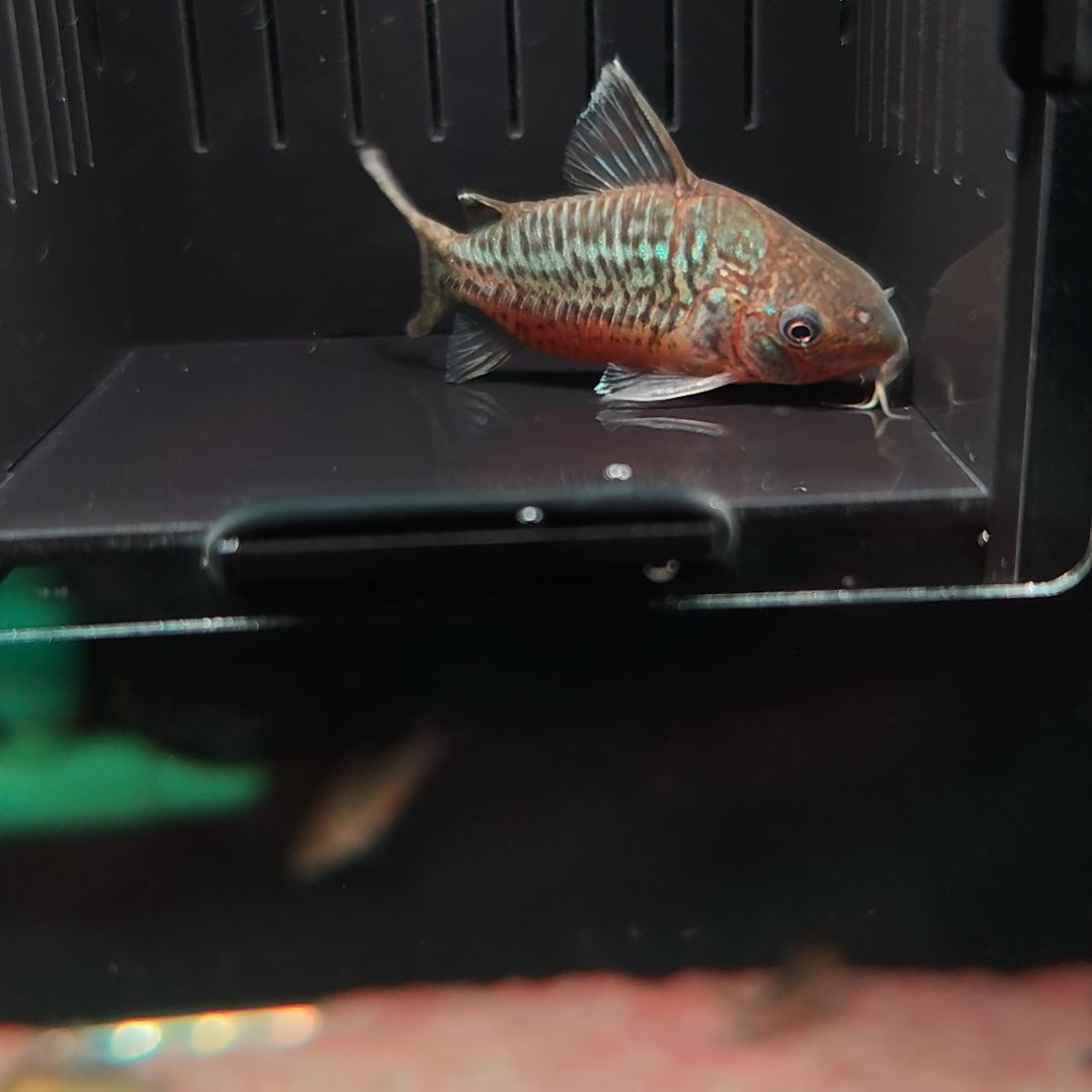 灯科鱼爆花葛依鼠鱼