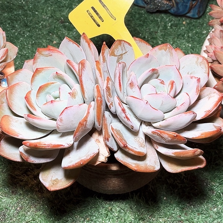 奶茶1111号码牌子的话