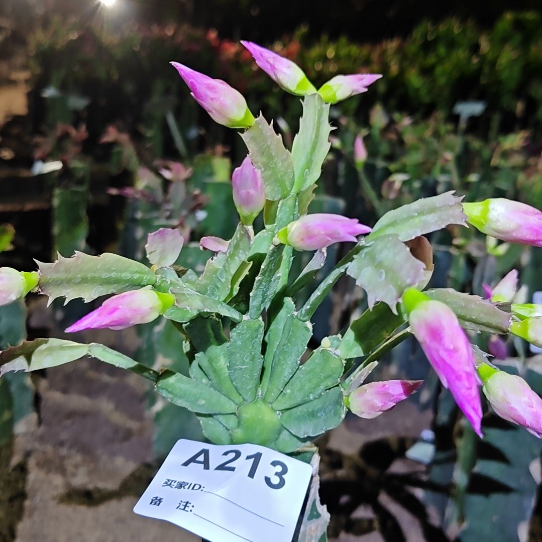 2099红重瓣脱土脱盆易掉芽苞213