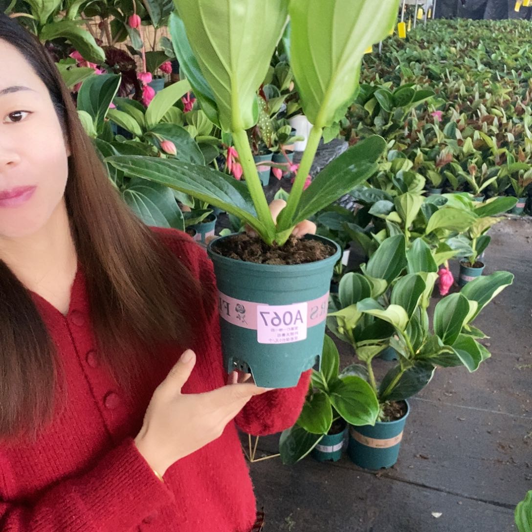木本植物等****后木本花卉067