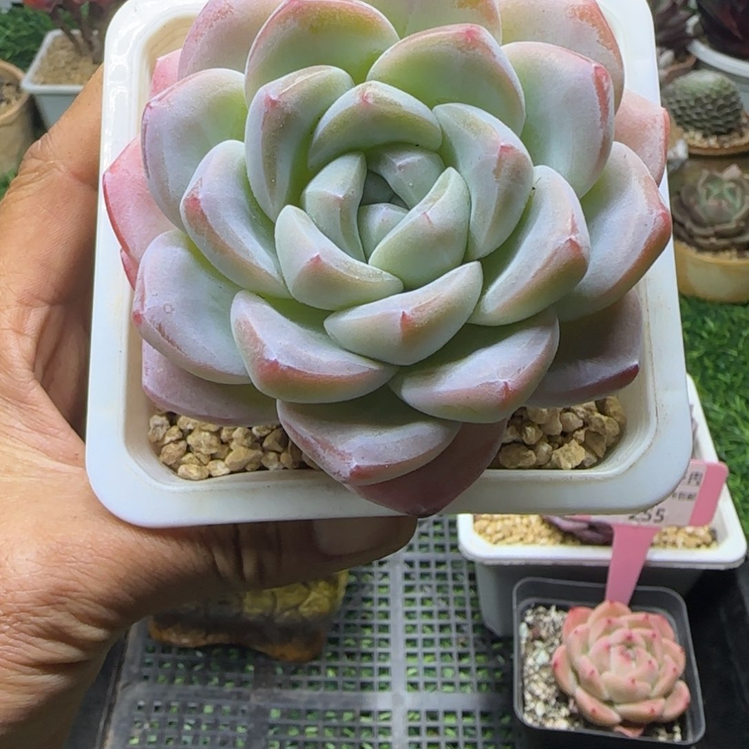 锦安精品多肉编号256