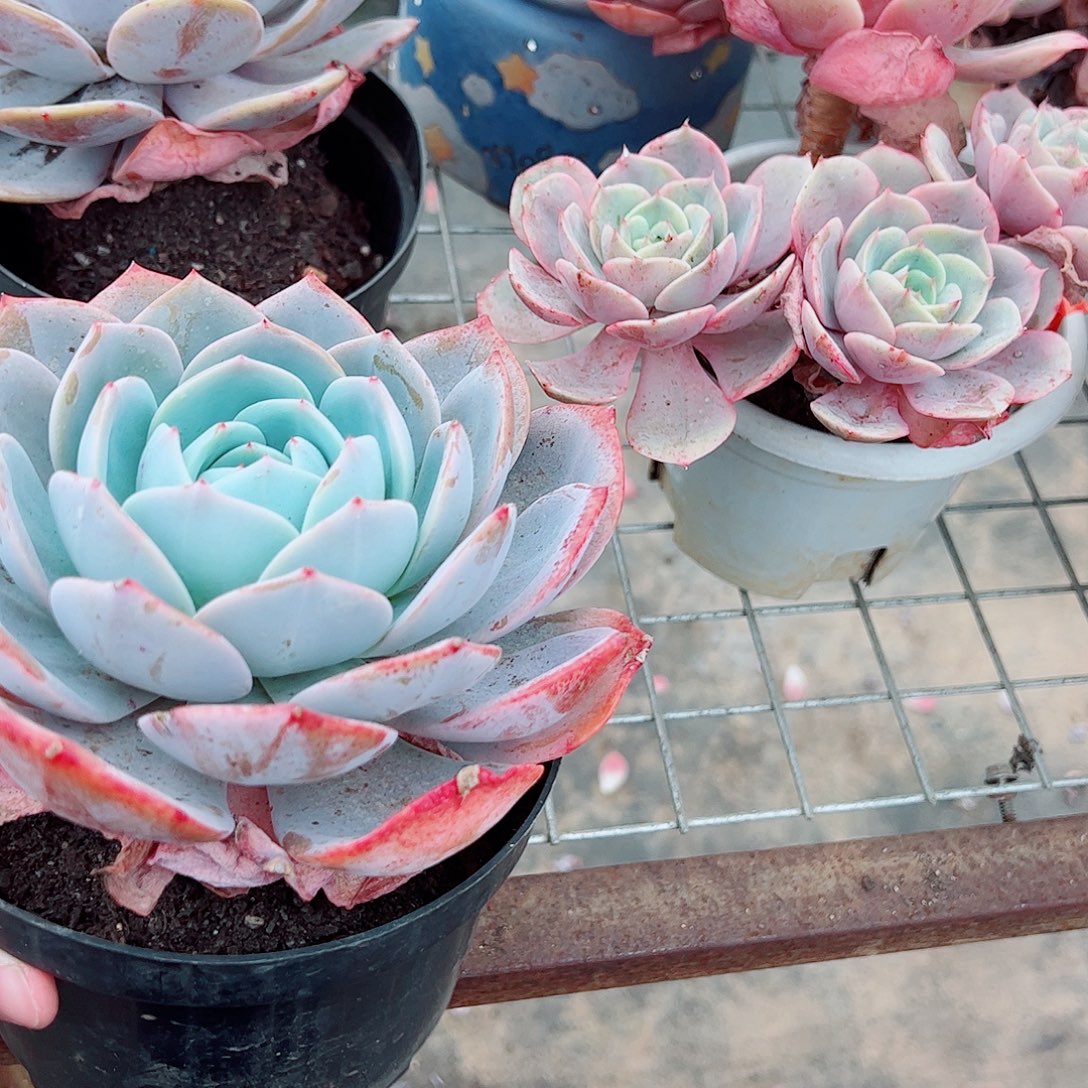 凤橙大单头精品特价