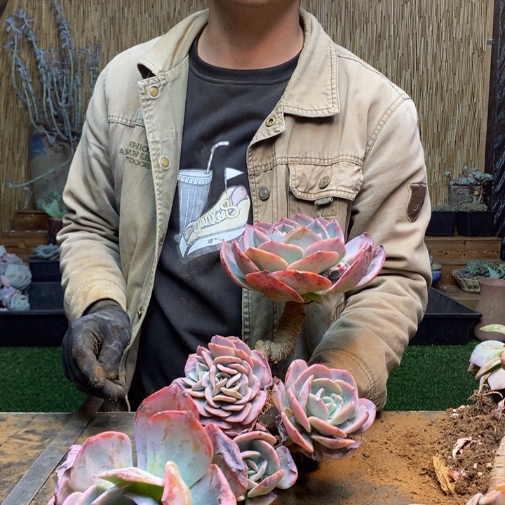 蓝***姬259 号白凤多肉植物