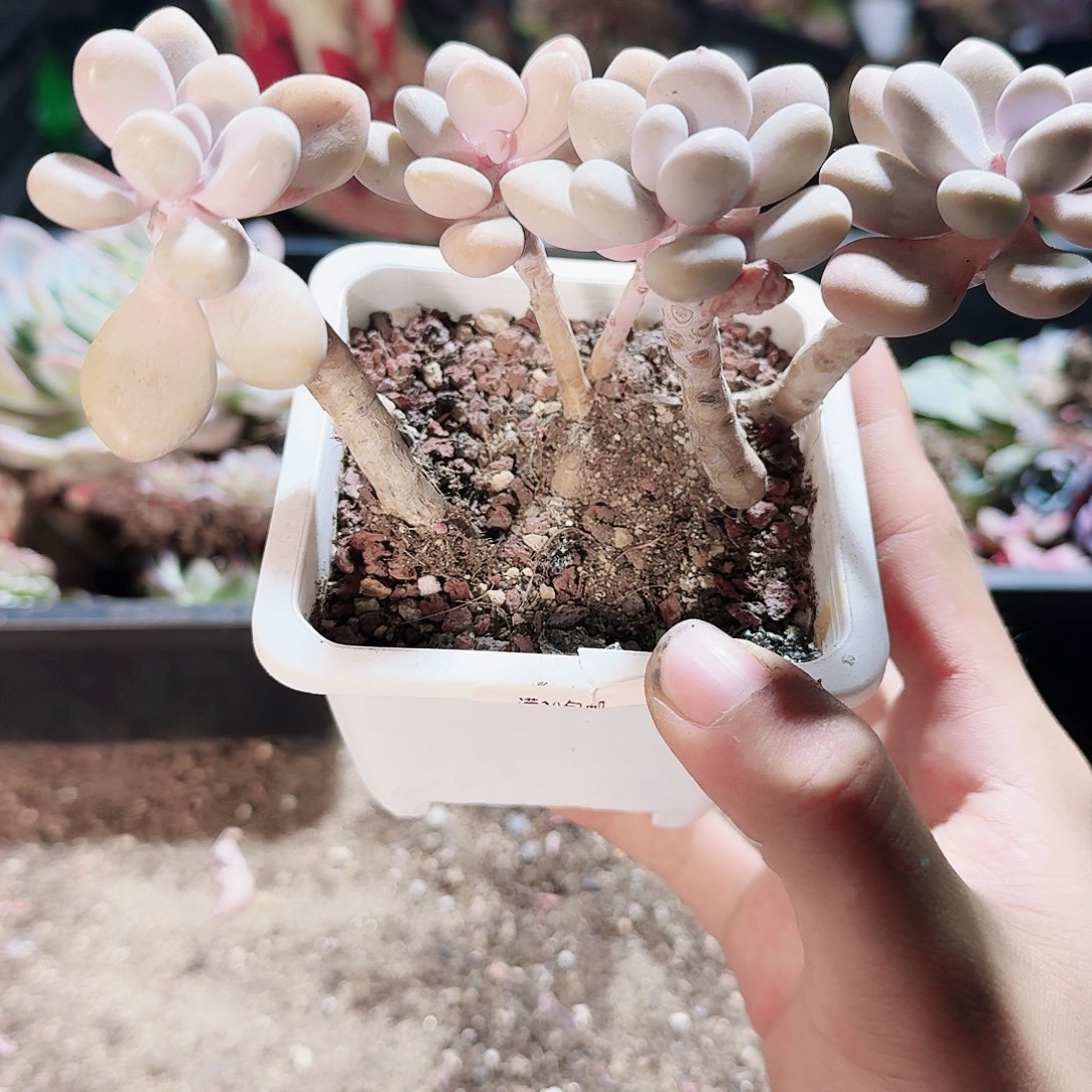 满20包邮零下拍保温箱