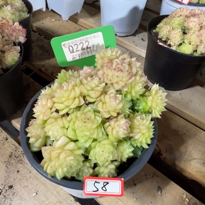 ****⁴极品麦秆群12cm多肉植物