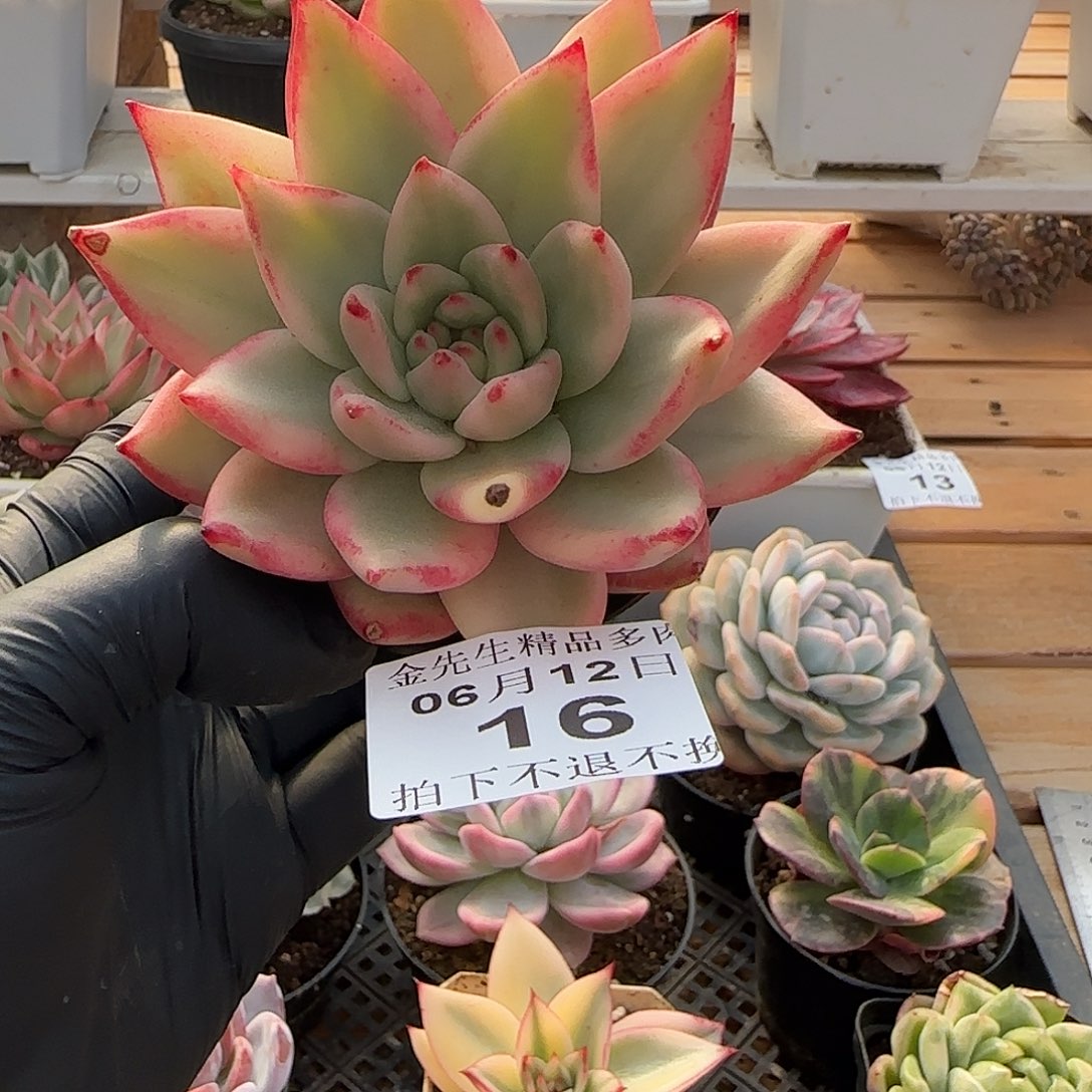0612-16樱花玛利亚锦