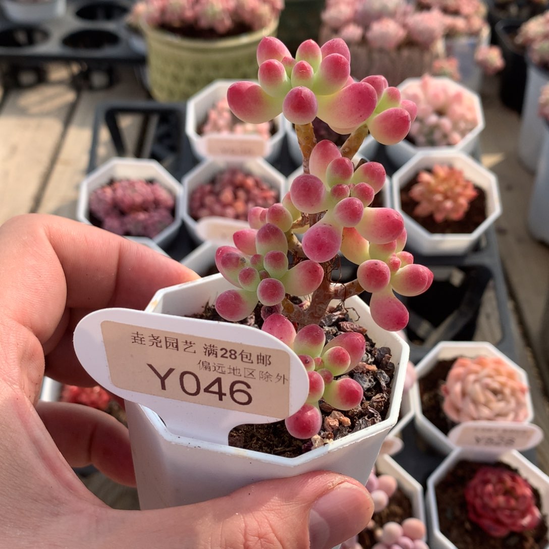 一物一拍046乙女心>5cm