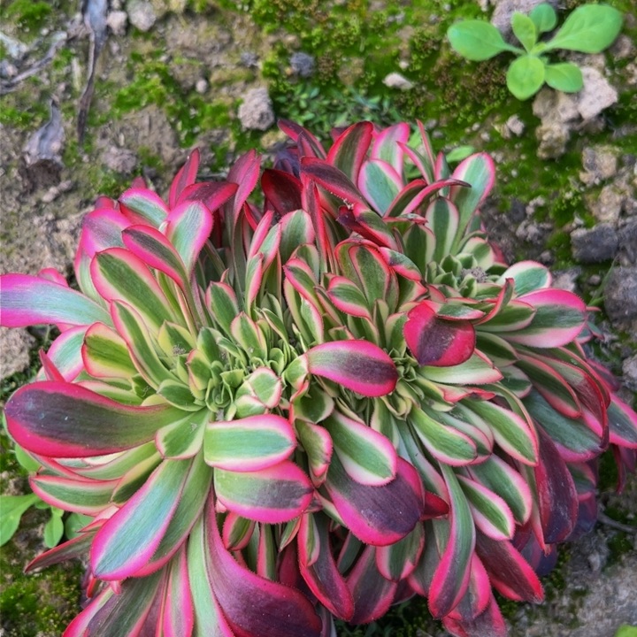 032多肉植物盆栽