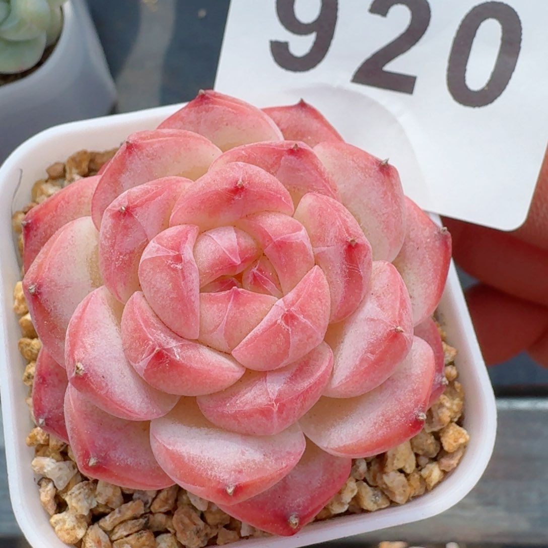 美心         精品多肉