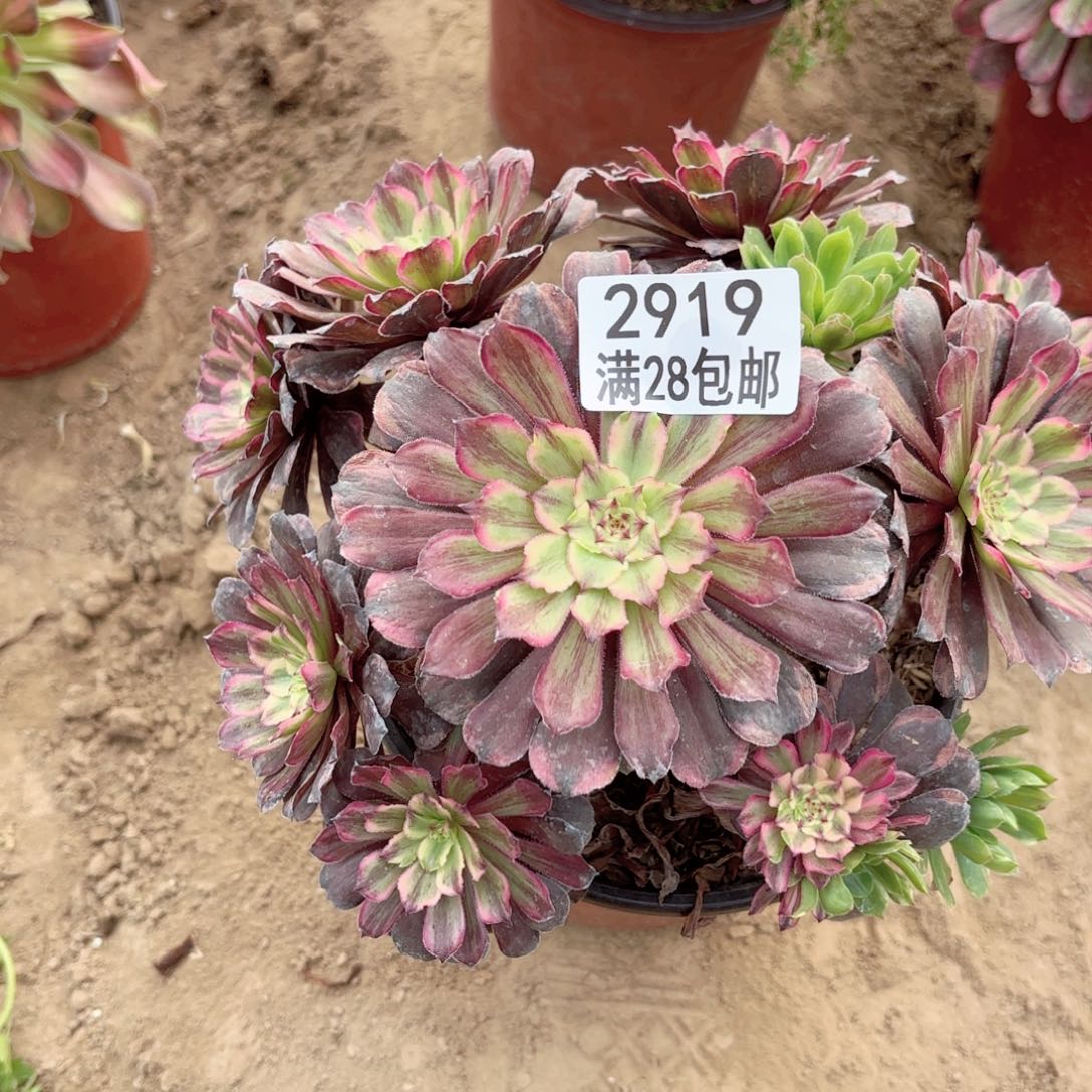 2919粉带多肉1111111