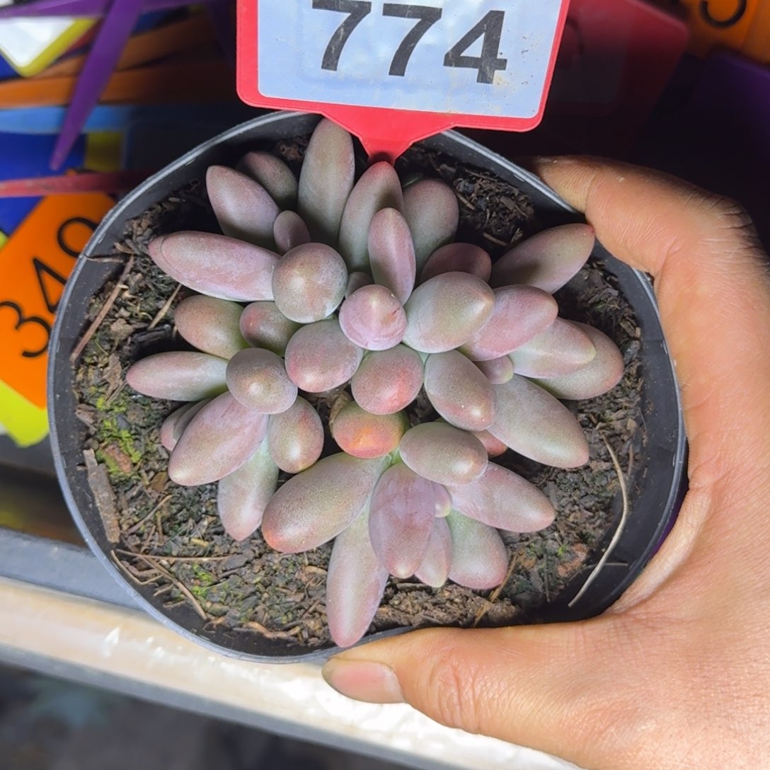 多肉植物糖果美人774