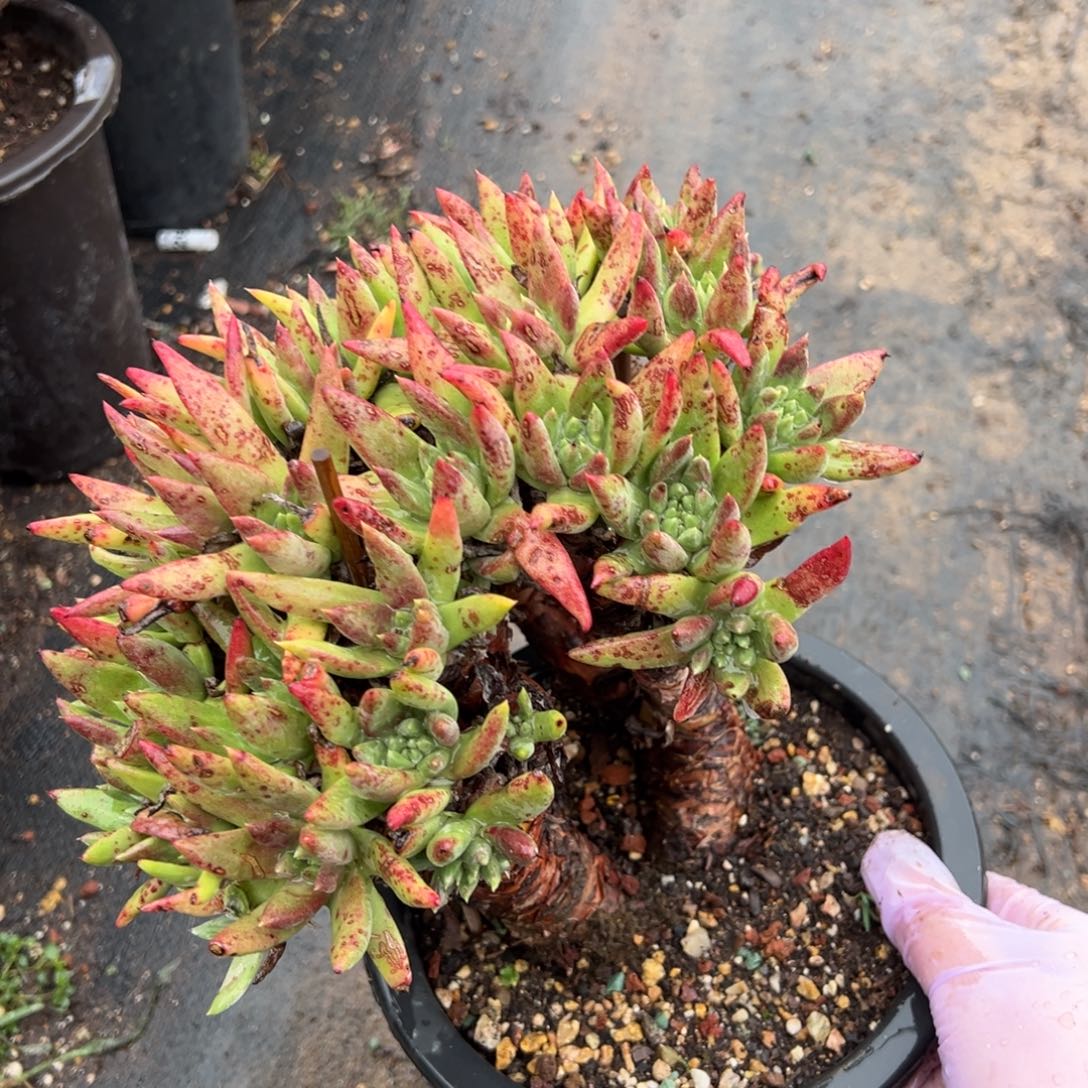 2919绿拇指杂交哈哈哈哈哈