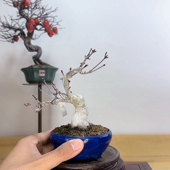 木本曙红枫盆景盆栽