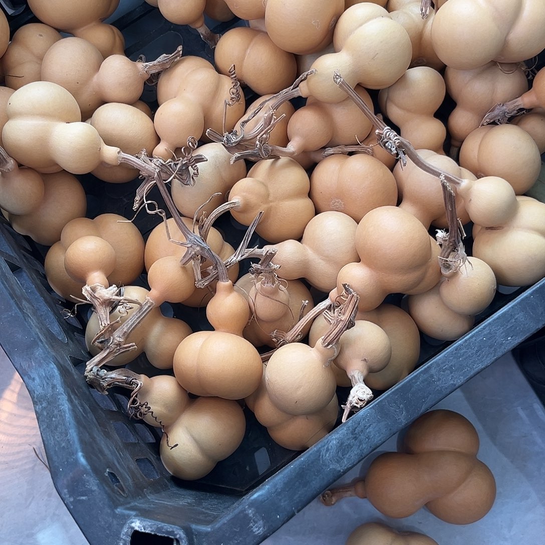 小***菜金蟾通货微瑕链接