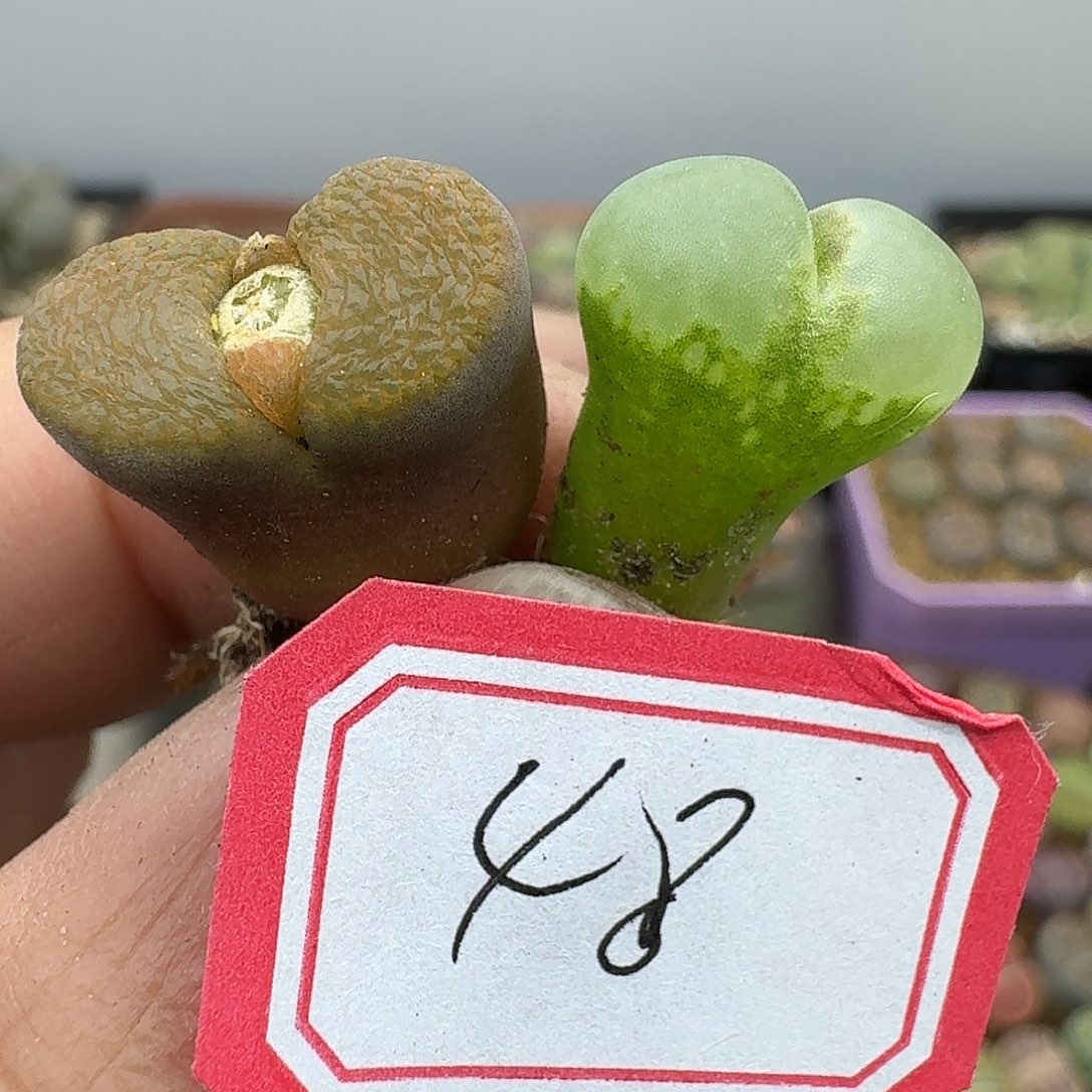 48多肉哈哈哈哈哈哈哈