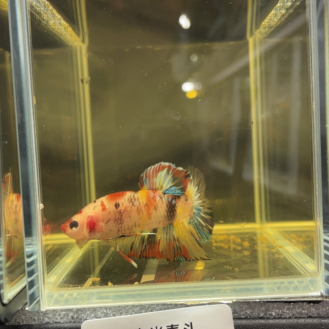 斗鱼12.2 彩糖控哦公 080