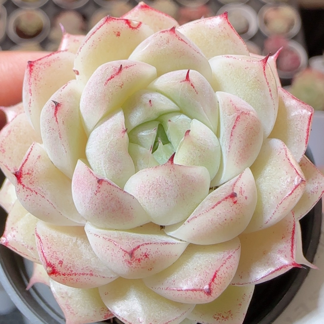 花语多肉1229-94魔仙