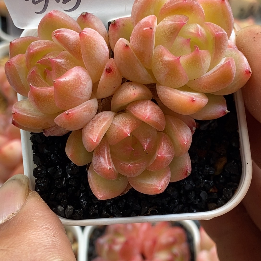 天官赐福百无禁忌