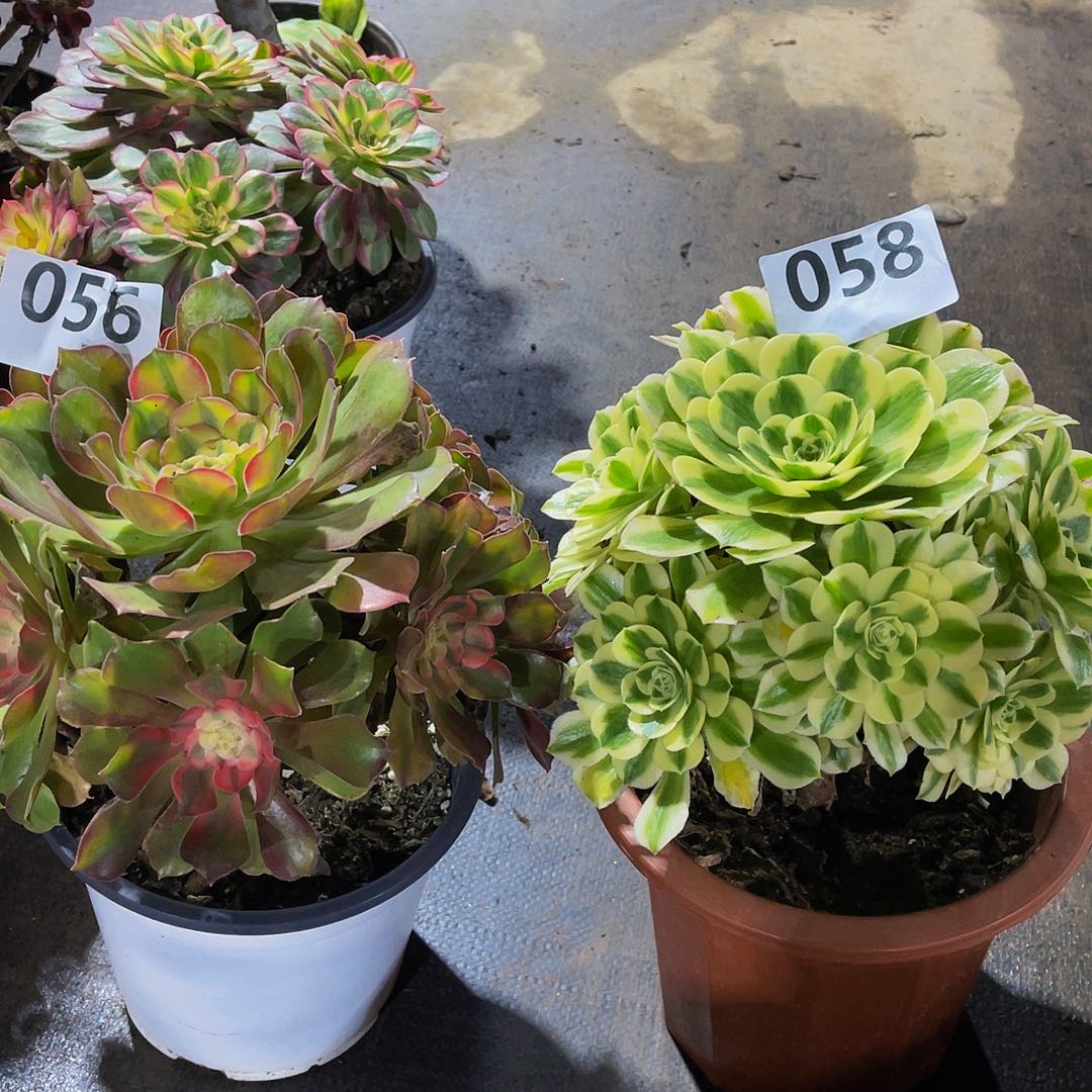 两颗迈巴赫058红秀056