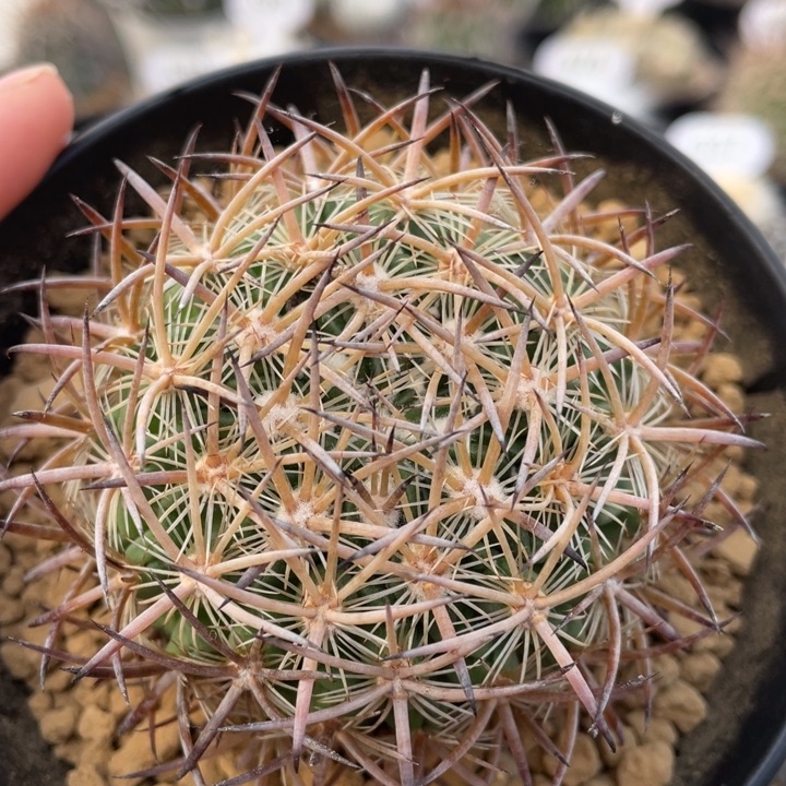 琥爪玉          折后价