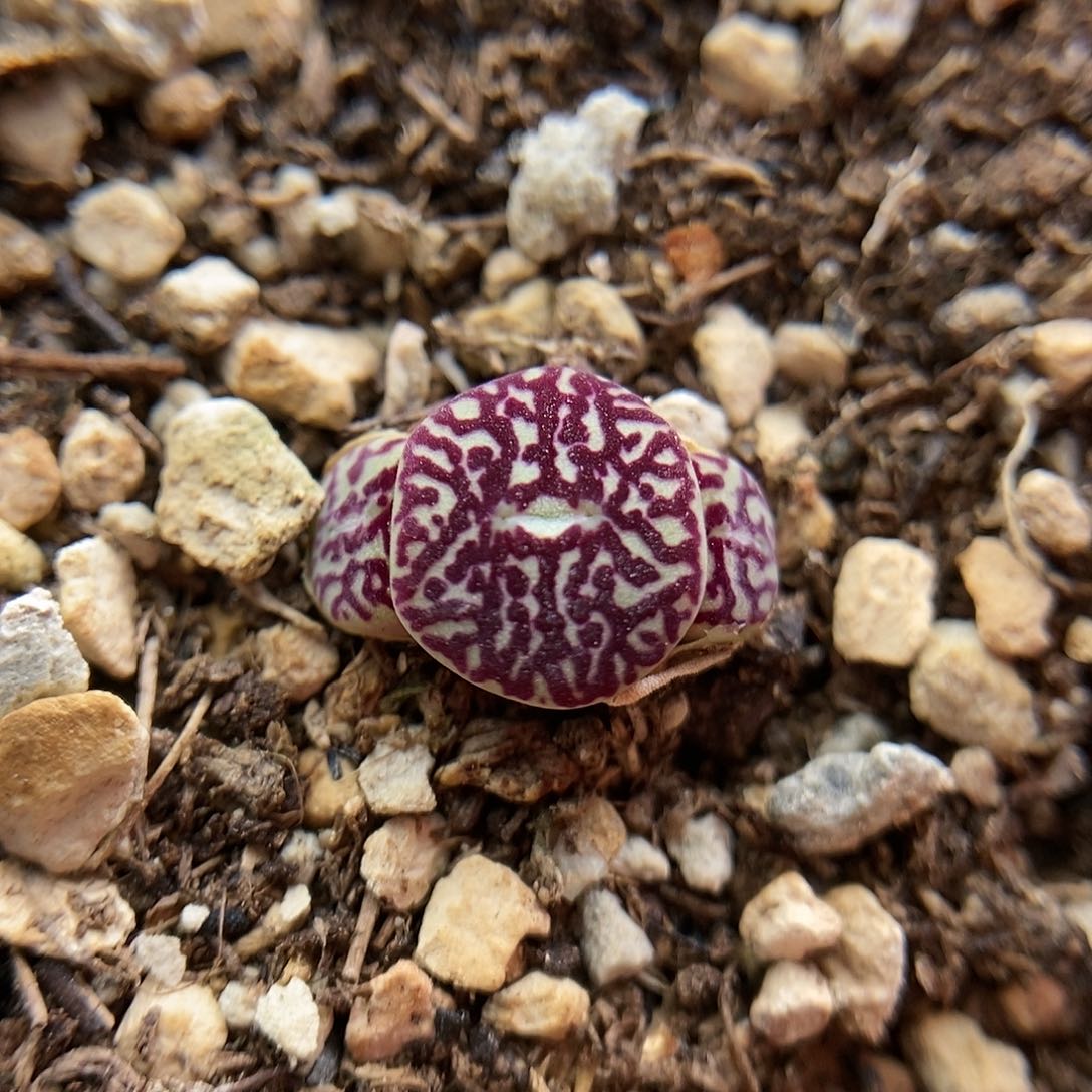 714墨小锥一颗三头2.5年包邮