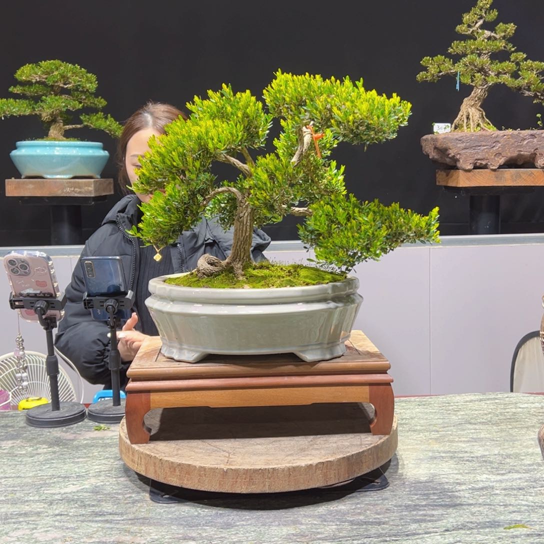 绿植黄杨盆景盆景