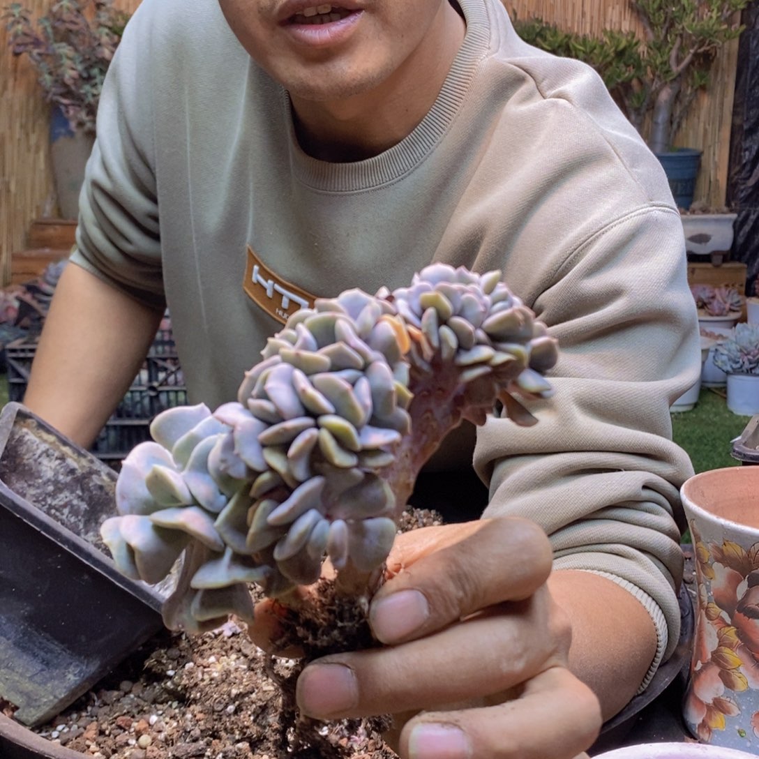 牛***檬C239号多肉植物