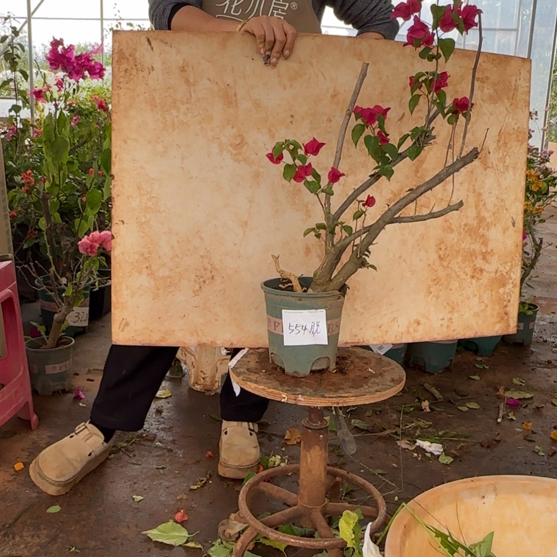 大部分花苞少量开放甜心 554脱