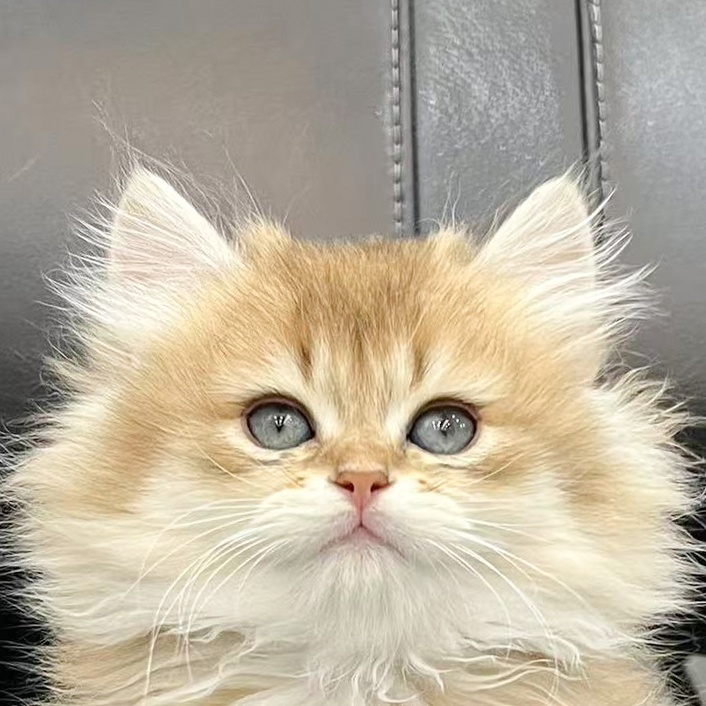 来了姊妹-金渐层英长猫 弟弟 6