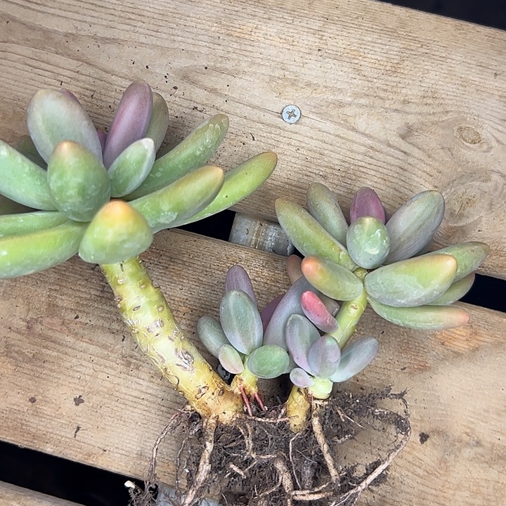 四头糖果美人111111