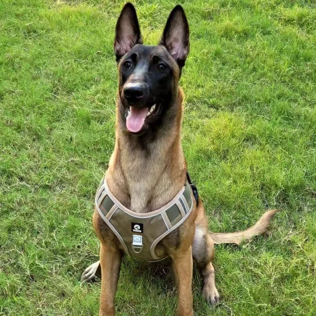 纯种马犬幼犬活体看家护院犬双血统护卫犬爆红黑红黄马犬