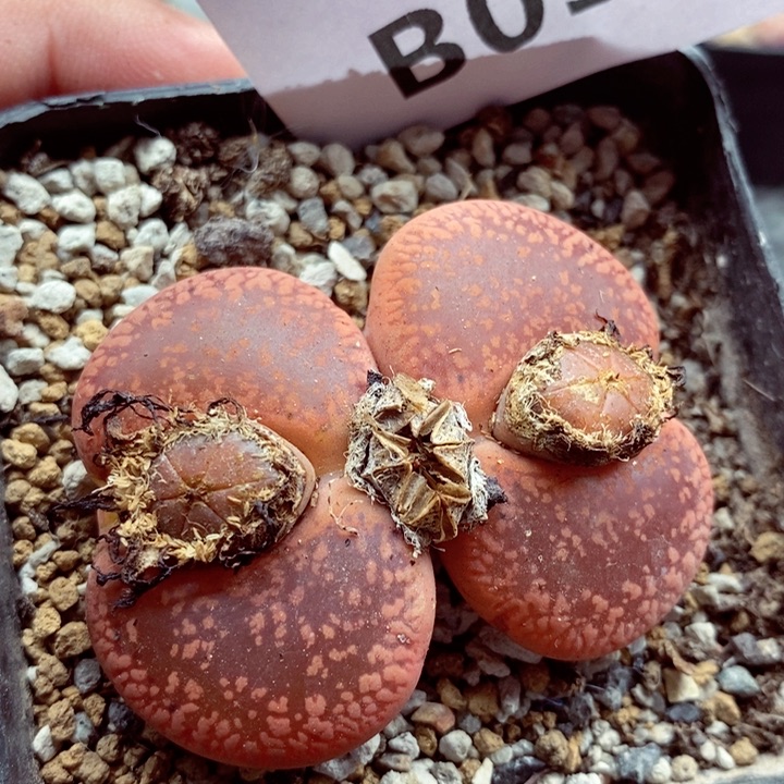 我的小姐姐们都是我059