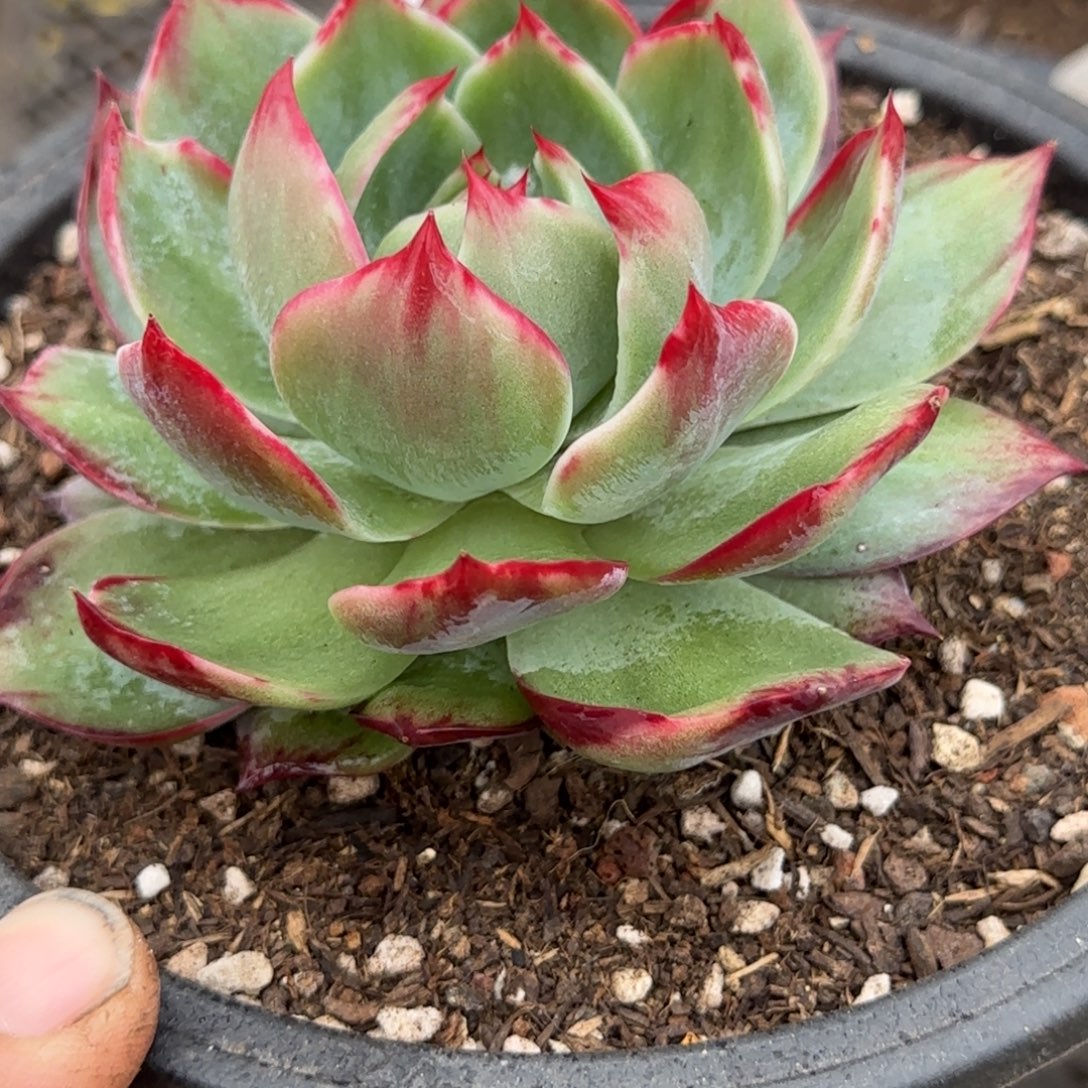 惊鸿一物一拍包装收缩花旱367