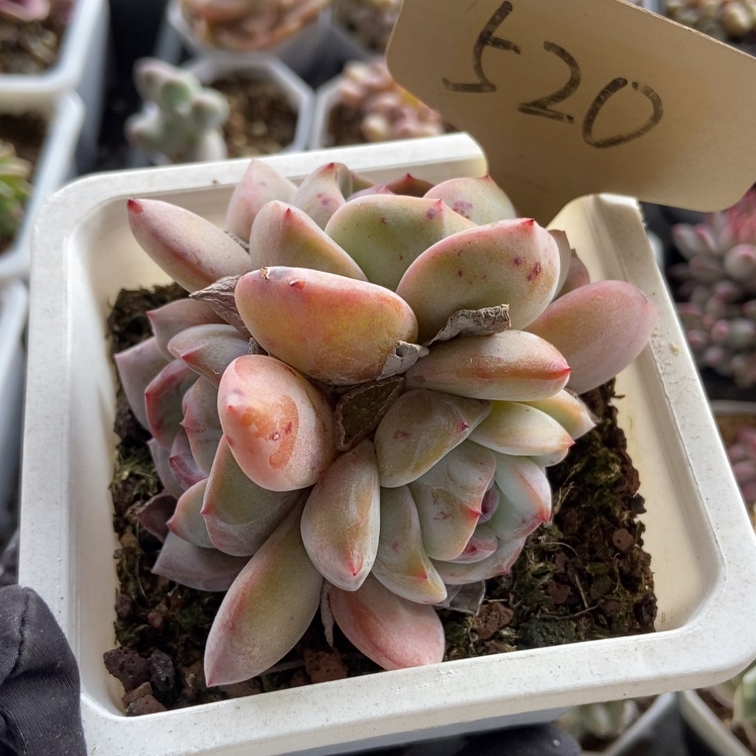 520石榴籽多肉植物保护