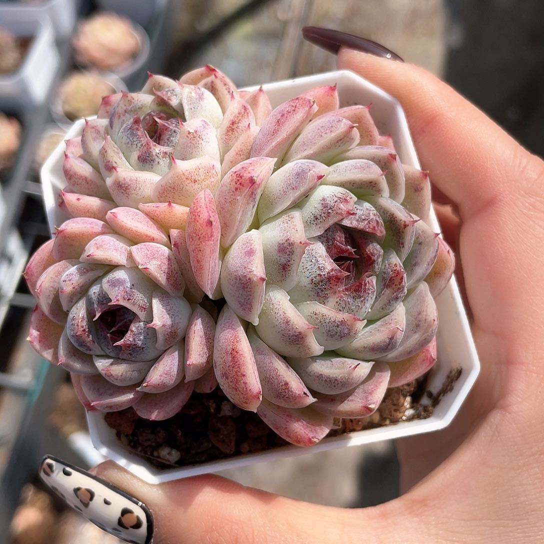 优选糖心精品584