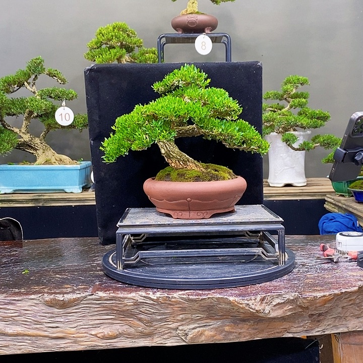 无花朵黄杨盆景四季常青