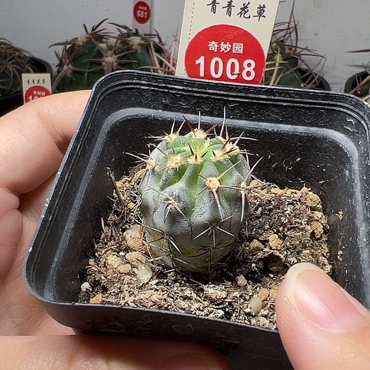 实生上蜡阿寒玉2.6cm