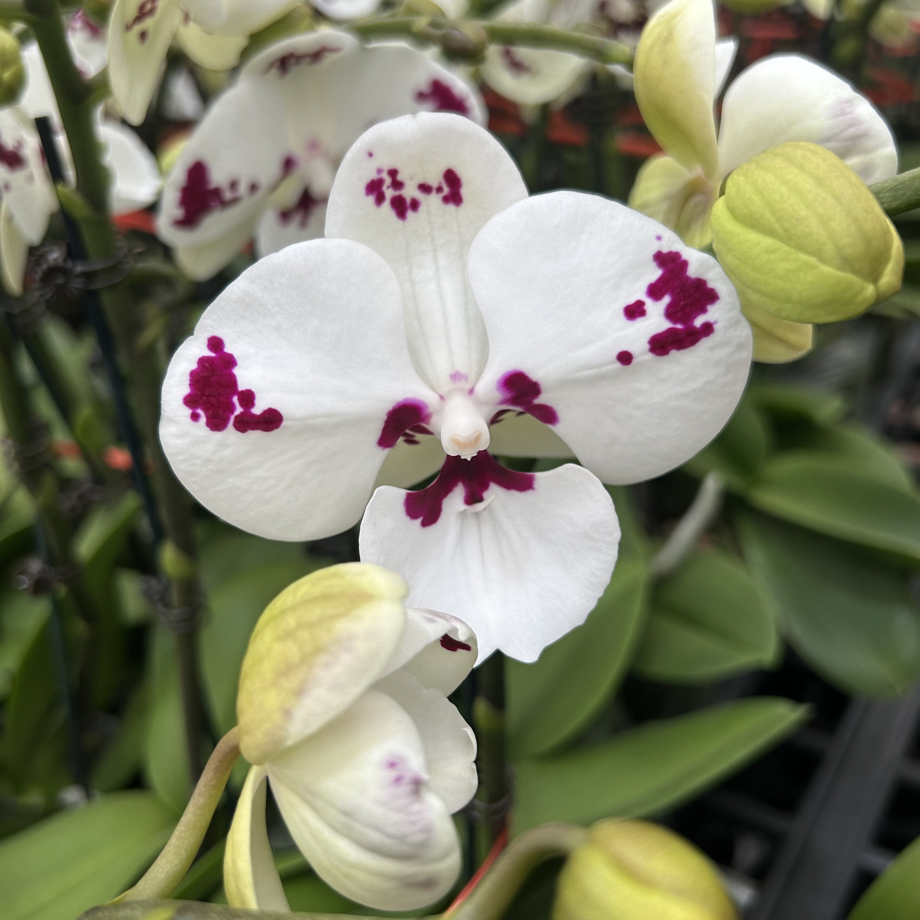 【奶牛】蝴蝶兰欧品佛山基地批发带花带花苞次日达包邮