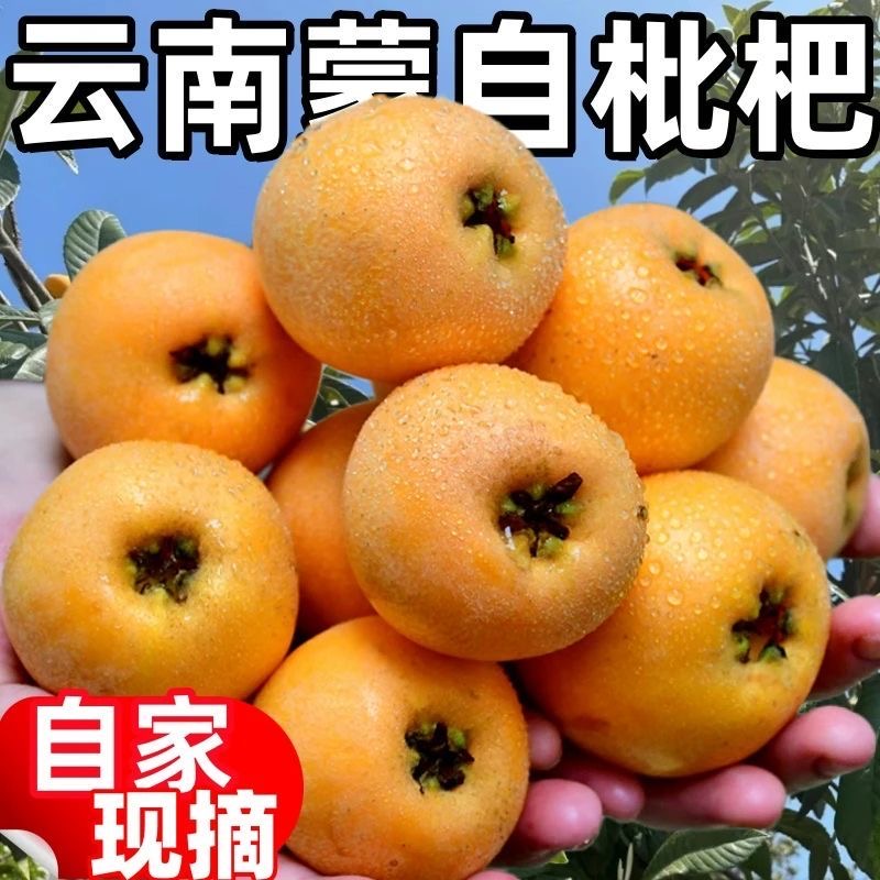 云南蒙自新鲜现摘高山枇杷多汁鲜甜当季水果顺丰包邮到家