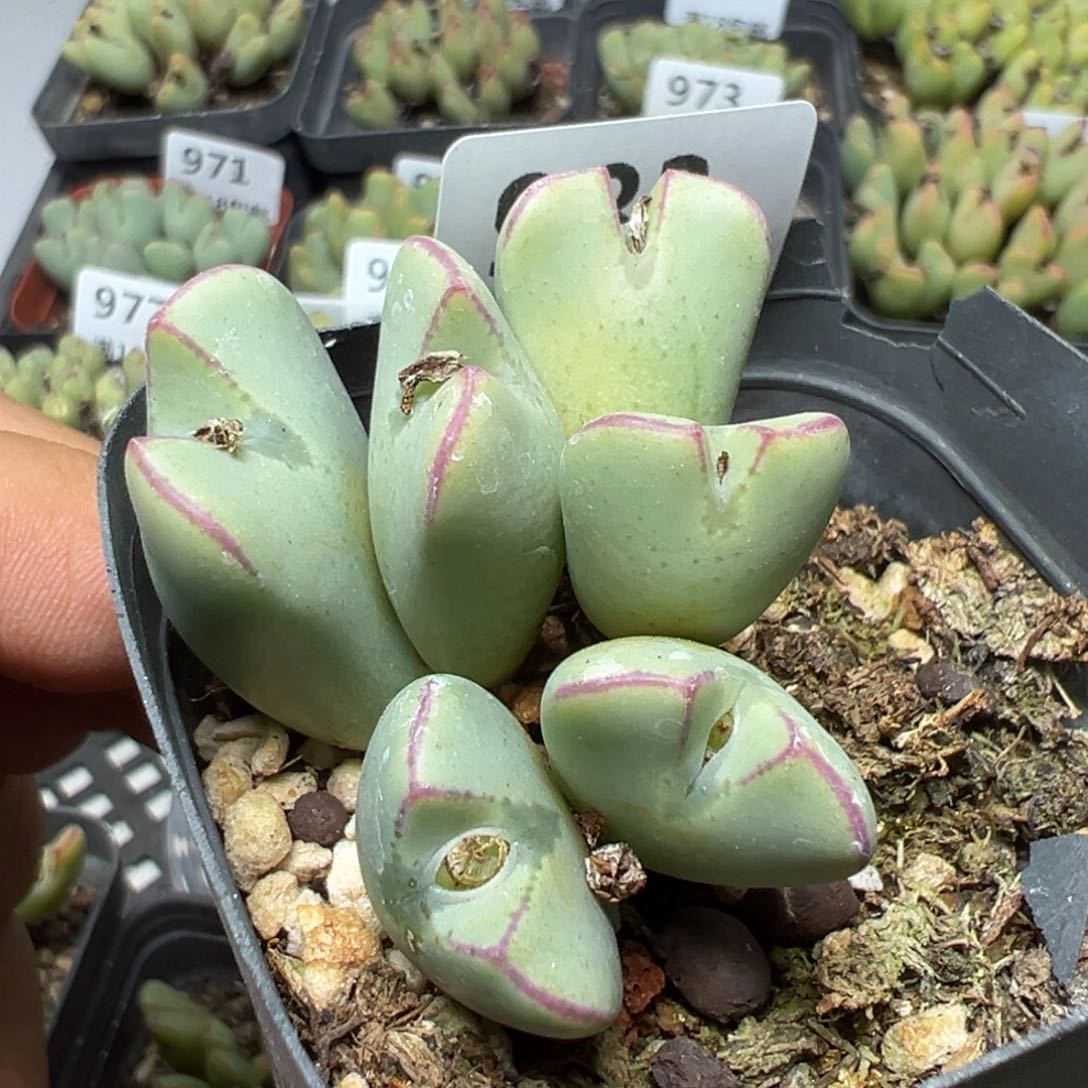 【闪购商品】 983。    