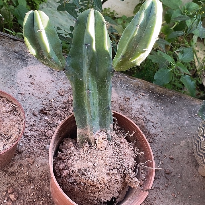 龙神木一物一拍一颗