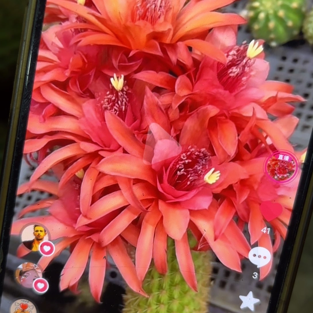 橙金妞侧牙20包邮仙人球