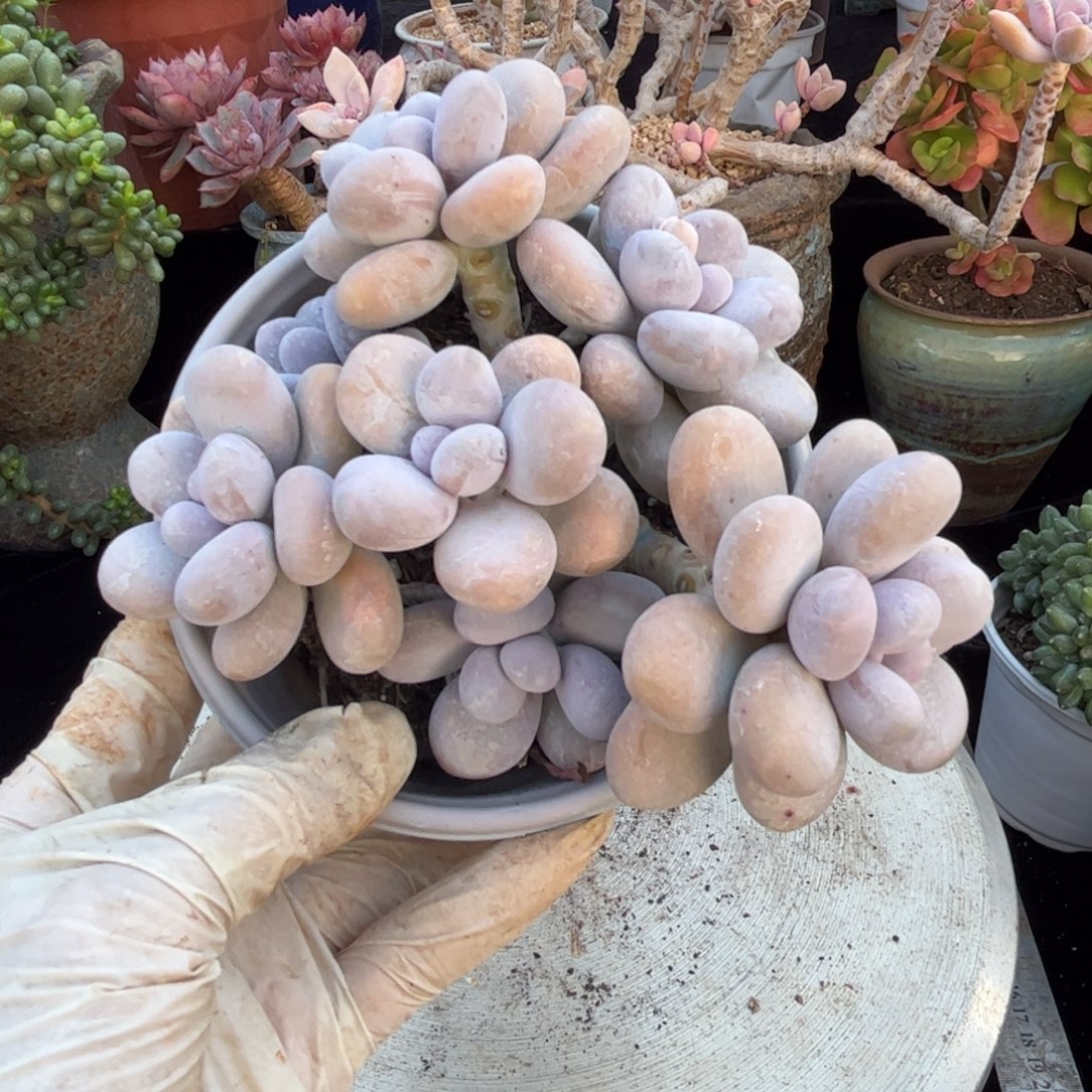 好姑娘多肉园艺，奶酪