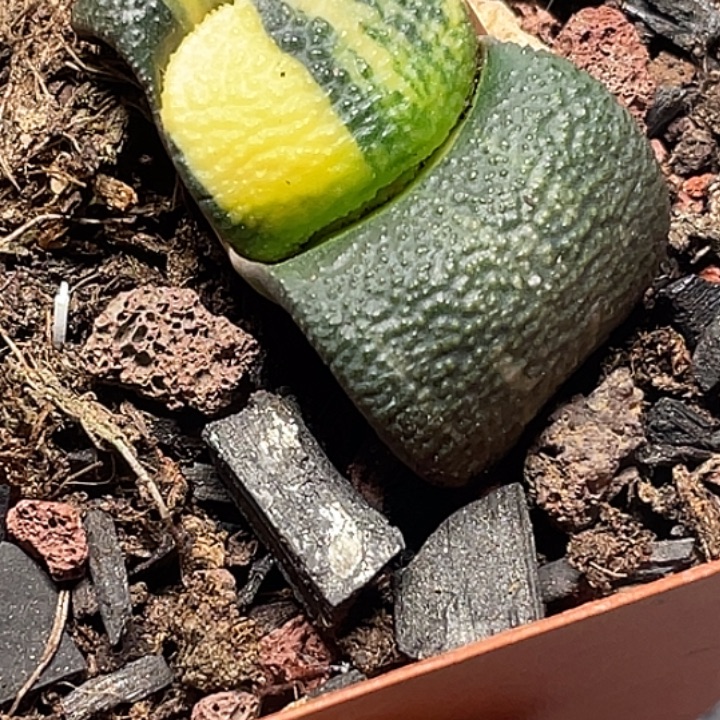 卧牛锦一物一拍2号