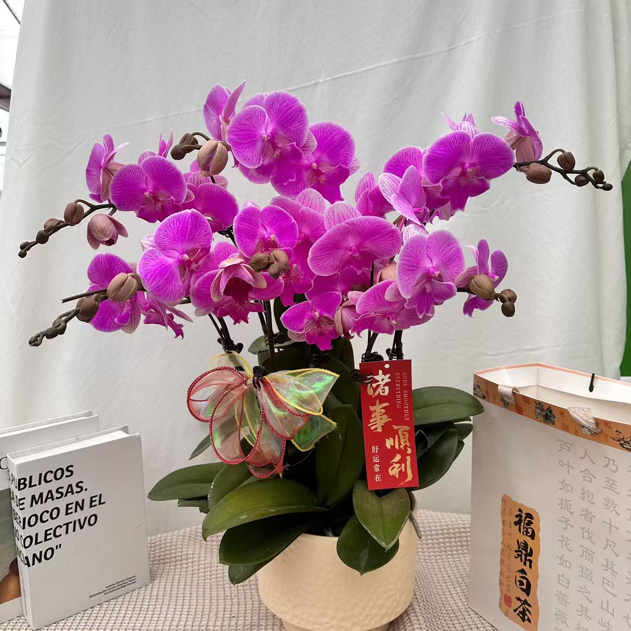 花世界蝴蝶蘭【曼塔】 粉色系大花 皮实好养 花期超长